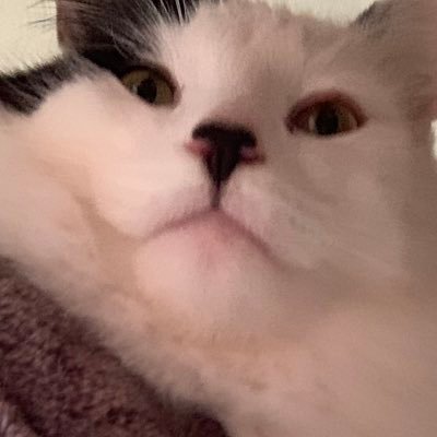 milo is bunder bundre gangyさんのプロフィール画像