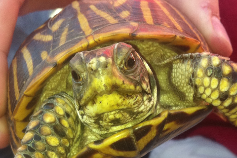 Fraturtle's profile picture. Drink all day, Party all night #SHFB #zerofucks
and yes, I am a turtle. #staytheshelloutofmybusiness