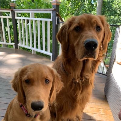 We are two Golden Retrievers! Oakley born 10/20 and Winnie born 3/22.