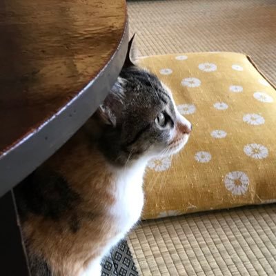 ただの主婦。コロワクやばそうと思いながらも世間の空気に追い詰められて1回接種。完全自爆の大バカ者。 もう他人軸な生き方はしない。我が道を行く。 歌と猫と車が好きなオバさんです🤗 X不慣れなため失礼な振舞いあったらごめんなさい!