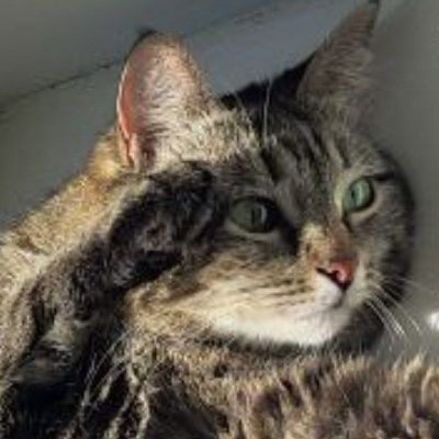 ponyc_attack's profile picture. логорея