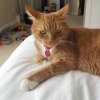 fuzzydactil (@fuzzydactil) 's Twitter Profile