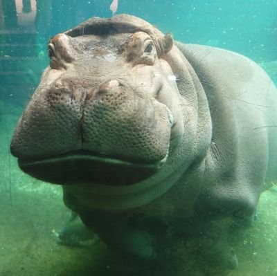 hippo_korin_333 Profile Picture