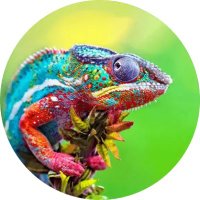 Kameleon(@KaMeLe_On) 's Twitter Profile Photo