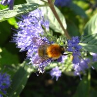 tweetwiese (@tweetwiese) Twitter profile photo