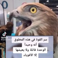 ابو العنود الراشدي (@hmsalms73164002) 's Twitter Profile