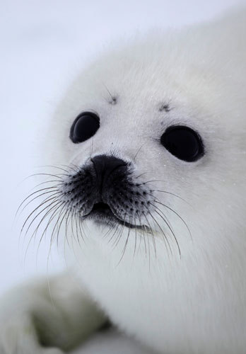 We are the Stop Clubbing Baby Seals Organization. Stand with us and fight for their rights!!!
