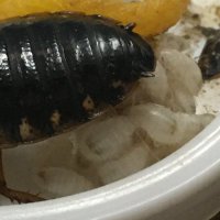 3A9 サンエーキュー (@reptilebait3a9) 's Twitter Profile