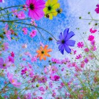 🌺Amrita🌺 (@amrita764) 's Twitter Profile