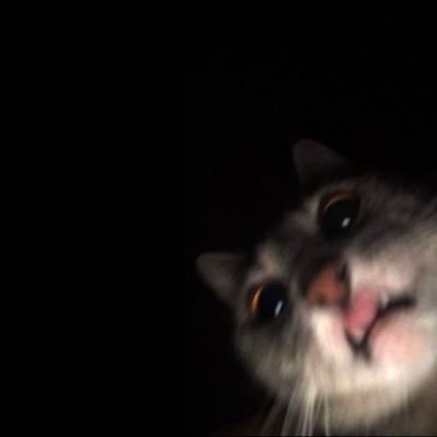 l6vishk's profile picture. Just a youngin on a bird app 💔