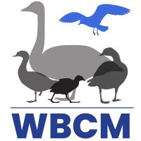 Waterbird Colour-marking Group(@WaterbirdCM) 's Twitter Profile Photo