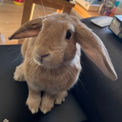 Shitake the adopted house bunny  born Feb 2022, adopted May 2022 🐰