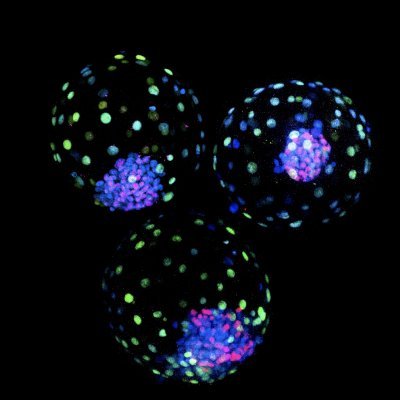 Jun Wu Lab Profile