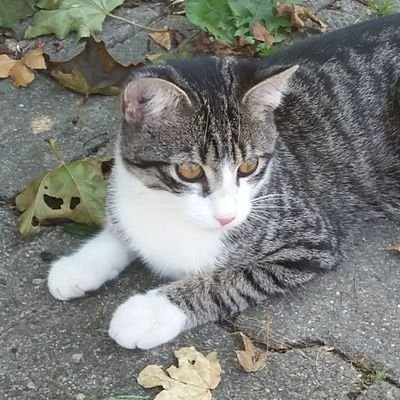 @muskelkatze.bsky.social