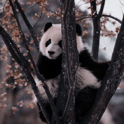 beyza_vc's profile picture. 