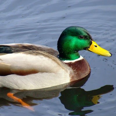 CarolineMisars1's profile picture. 