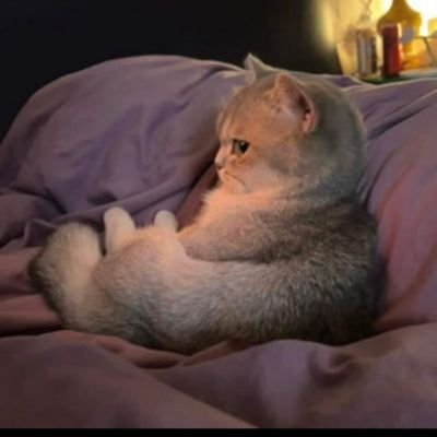 ireteo8's profile picture. 3/8 🧶