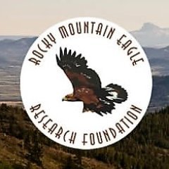 Started in 1992, observers from RMERF have been counting migrating raptors, especially eagles, in the front ranges of the Canadian Rockies.