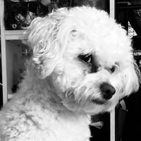 AlarmedCitizen (@monikablanton1) 's Twitter Profile