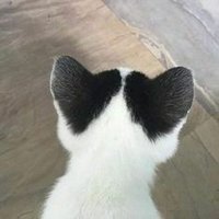 FELI (@feelfeli) 's Twitter Profile