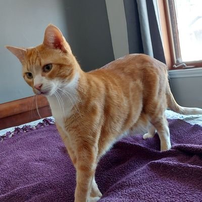 midji15's profile picture. Préposée aux élèves handicapés

Sur Twitter pour se divertir 

J'essaie de vivre dans le calme 🕊️☮️🤷

 ❤️ Animaux ❤️