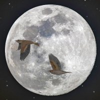 Cin-Ty Lee (@cintyleeearth) 's Twitter Profile Photo Cin-Ty Lee (@cintyleeearth) 's Twitter Profile Photo