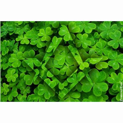 AleMurra5's profile picture. 