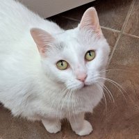 🌴🌺Joyce and Karma🐾🐱 (@jnhobson17) 's Twitter Profile Photo 🌴🌺Joyce and Karma🐾🐱 (@jnhobson17) 's Twitter Profile Photo