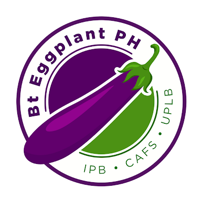 Bukod-tangi, Bt Eggplant is an exceptionally insect-resistant eggplant variety. @UPLBOfficial @DABiotechPIU @CornellGlobal @Bt_eggplant