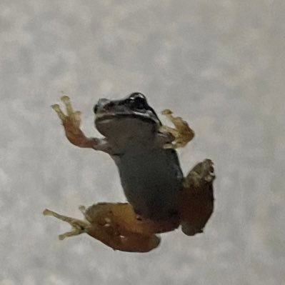 gstrom11's profile picture. 