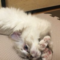 γ’γπ (@koharunohanashi) 's Twitter Profile