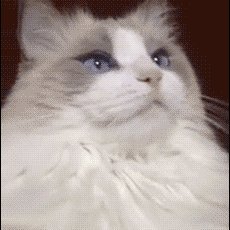 Midwest Cat Profile