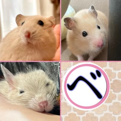 dokkoi_hamster Profile Picture