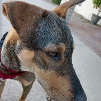 Rescue Pup Lucas(@lucas_rescue) 's Twitter Profile Photo