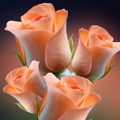 10scrolllock's profile picture. STUDENT