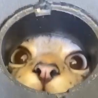 FeezOnly's profile picture. 🇫🇷🇵🇹