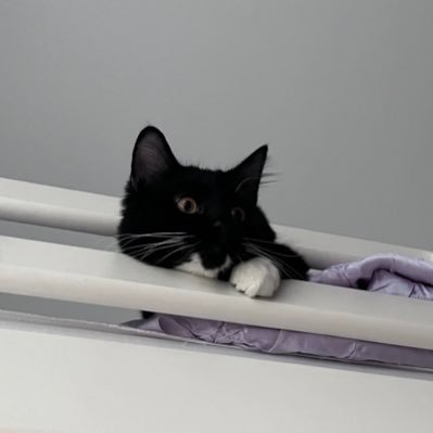 suiren2290's profile picture. NA 21+ | 🔳🐙 Watcher | ウォッチャー | 📖✏️ Leomate | レオメイト