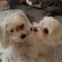 とっつぁん (@marsuc5677) 's Twitter Profile