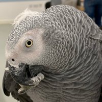 Coco The Grey Parrot 🐦 Misses Alice & Penne🦜(@CocoTheParrot) 's Twitter Profile Photo