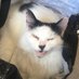 One day I will go back to watching cat videos… (@elle_capitan1) Twitter profile photo One day I will go back to watching cat videos… (@elle_capitan1) Twitter profile photo
