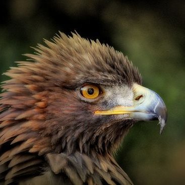 Phili_the_Eagle Profile