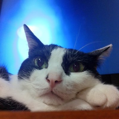 THEnekonosuke's profile picture. 永遠の13歳男猫ネコノスケと懐古系を愛する福岡県育ち東京都在住の地球人・国境無き猫もふ団団員・