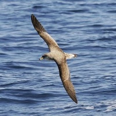 Bioloog, vogelaar, slijk aan mijn botten en beestjes in potten, tuinranger