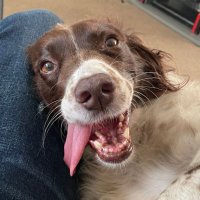 Molly Nightingale (@missmollydog9) 's Twitter Profile