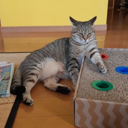 spvspv513's profile picture. 