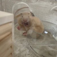 キンクマきなこ君とむぎちゃん🌈👧1y (@kinacoco1219) 's Twitter Profile Photo