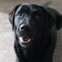 II Saltz (@saltz777) 's Twitter Profile