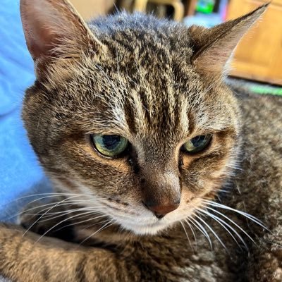 joos_seed's profile picture. だいぶ痩せた