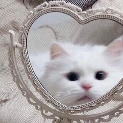 ˗ˏˋ しらたま ˎˊ˗さんのプロフィール画像