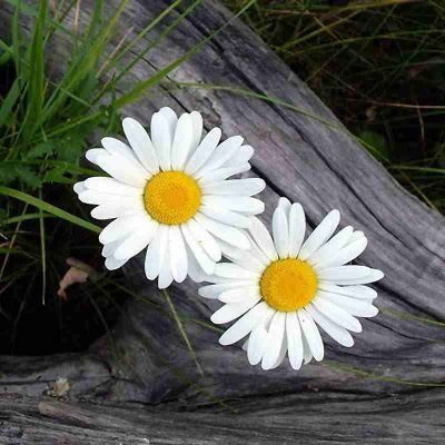 pomewvuuvop's profile picture. 